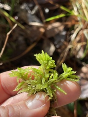 Sphagnum