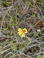 Goodenia trinervis