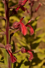 Lobelia tupa