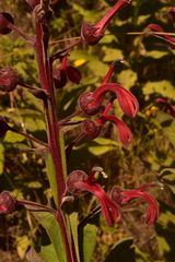 Lobelia tupa