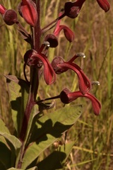 Lobelia tupa