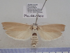 Xyloryctidae