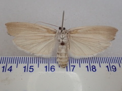 Xyloryctidae