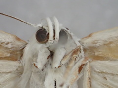 Xyloryctidae