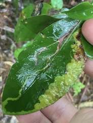 Corythoxestis zorionella