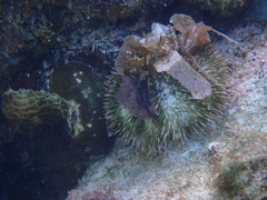 Lytechinus variegatus