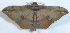 Hyposidra infixaria