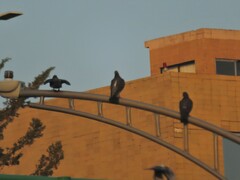 Columba livia domestica