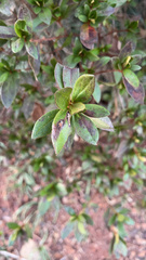 Rhododendron indicum