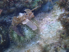 Lytechinus variegatus