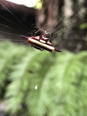 Gasteracantha fornicata