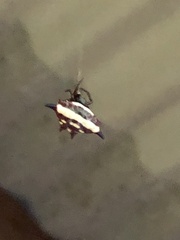 Gasteracantha fornicata
