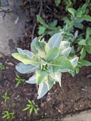 Salvia vaseyi