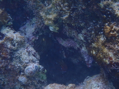 Neoniphon vexillarium