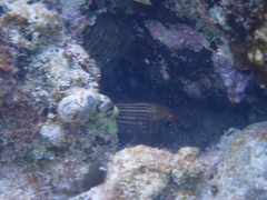 Neoniphon vexillarium