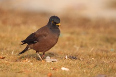 Acridotheres tristis