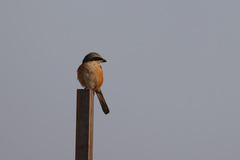 Lanius tephronotus