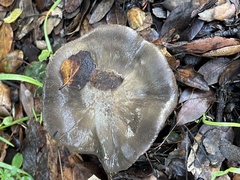 Entoloma ferruginans