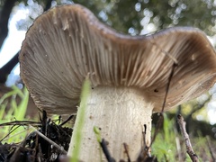 Entoloma ferruginans