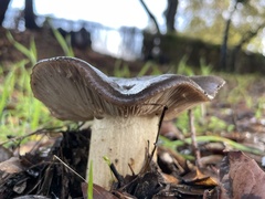 Entoloma ferruginans