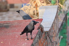 Corvus splendens