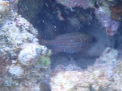 Neoniphon vexillarium