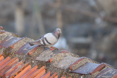 Columba livia domestica