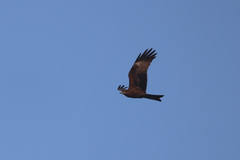 Milvus migrans