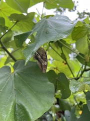 Polyura andrewsi