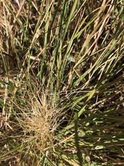 Aristida behriana