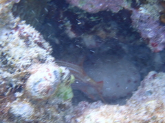 Neoniphon vexillarium
