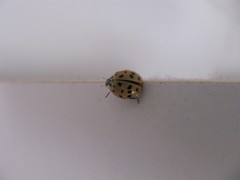 Harmonia axyridis