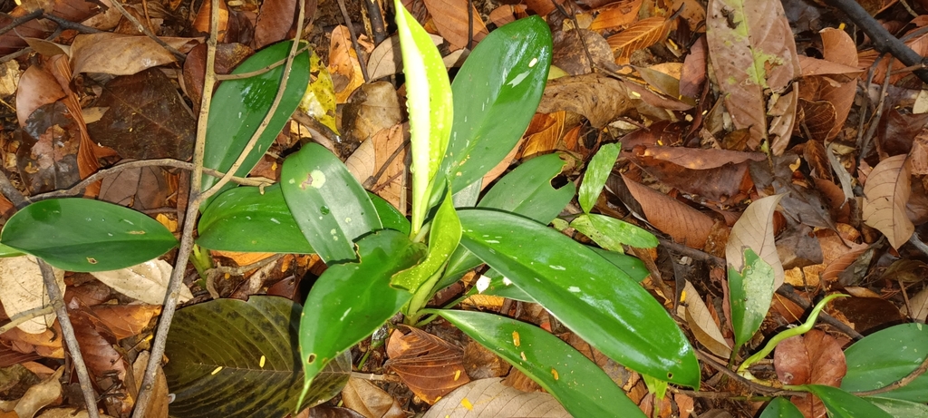 Minh ty lá dài – Aglaonema nitidum
