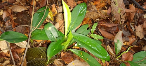 Aglaonema nitidum (Aglaonema nitidum)
