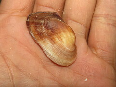 Barbatia lurida