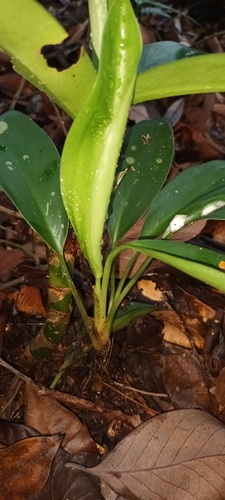 Aglaonema nitidum, photograph 1
