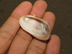 Barbatia lurida