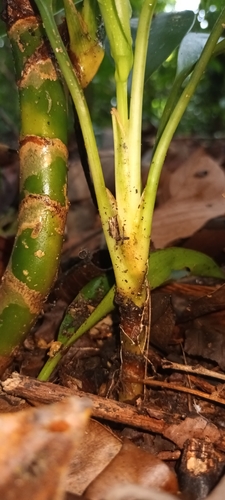 Aglaonema nitidum, photograph 2