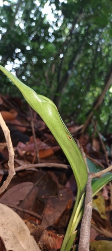 Image of Aglaonema nitidum by (c) Samuel Lee, some rights reserved (CC BY)