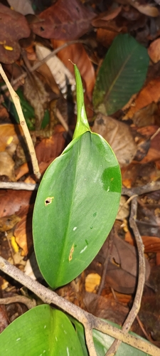 Aglaonema nitidum, photograph 4