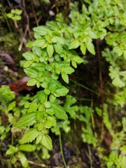 Plantaginaceae