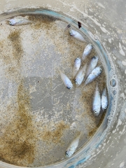 Trachurus novaezelandiae