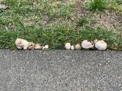 Agaricus arvensis