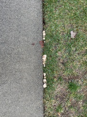 Agaricus arvensis
