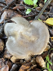 Entoloma ferruginans