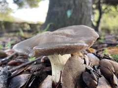 Entoloma ferruginans
