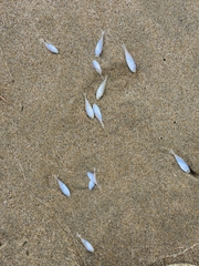 Trachurus novaezelandiae