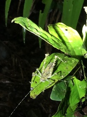 Phricta spinosa