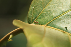 Pseudomyrmex pallidus