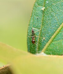 Pseudomyrmex pallidus